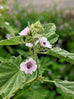 medicinal marshmallow plant