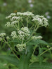 Boneset Flowers