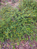 wild damiana plant