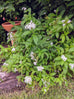 Heliotrope arborescens &