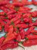 Chilli Naga