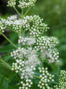 Boneset Flowering