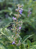 Chinese Vitex