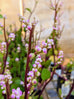 Ceylon Spinach - Red Stem