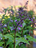 Basil - Green Pepper Basil