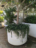 Rosemary - Prostrate Rosemary