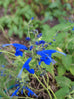 Salvia sagittata x macrophylla