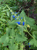 Salvia sagittata x macrophylla