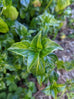 Mushroom Plant