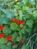 Nasturtium Empress of India