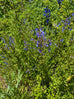 Salvia &