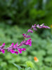 Salvia &