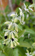 Salvia discolor