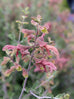 Salvia lanceolata