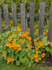 nasturtium plant