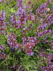 sage plant in flower