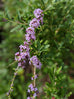 Buddleja &