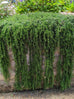 Rosemary - Prostrate Rosemary
