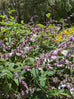 Salvia waverly