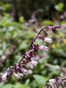 Salvia waverly