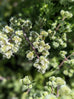 Marjoram - Sweet Marjoram