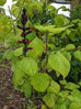 Salvia gesneriiflora &