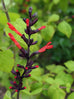 Salvia gesneriiflora &