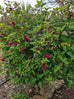 Salvia &