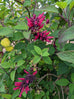 Salvia &
