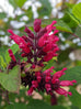 Salvia &