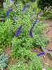Salvia &