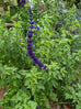 Salvia &