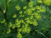Dill Herb Flowers