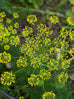 dill flower