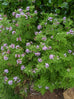 Scented Geranium Candy Dancer