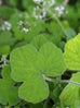 Scented Geranium Peppermint Plant