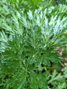 Wormwood plant