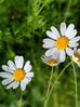 Pyrethrum Flowers