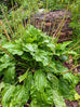 Plantain