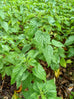 common nettle plant