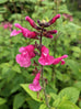 Salvia involucrata &