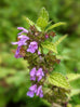 Black Horehound