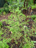 Sweet Wormwood Plants