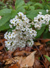 Heliotrope arborescens &