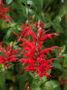 salvia elegans pineapple sage