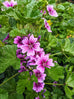 Mallow - Malva Sylvestris