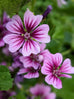 Mallow - Malva Sylvestris