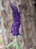 Buddleja &