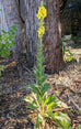 Mullein