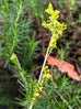 Ladies Bedstraw